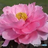 牡丹の花