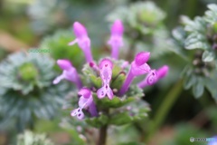 花が多いほうが好き