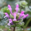 花が多いほうが好き