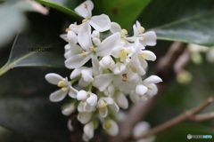 ヒイラギモクセイ