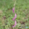 ネジバナ開花中
