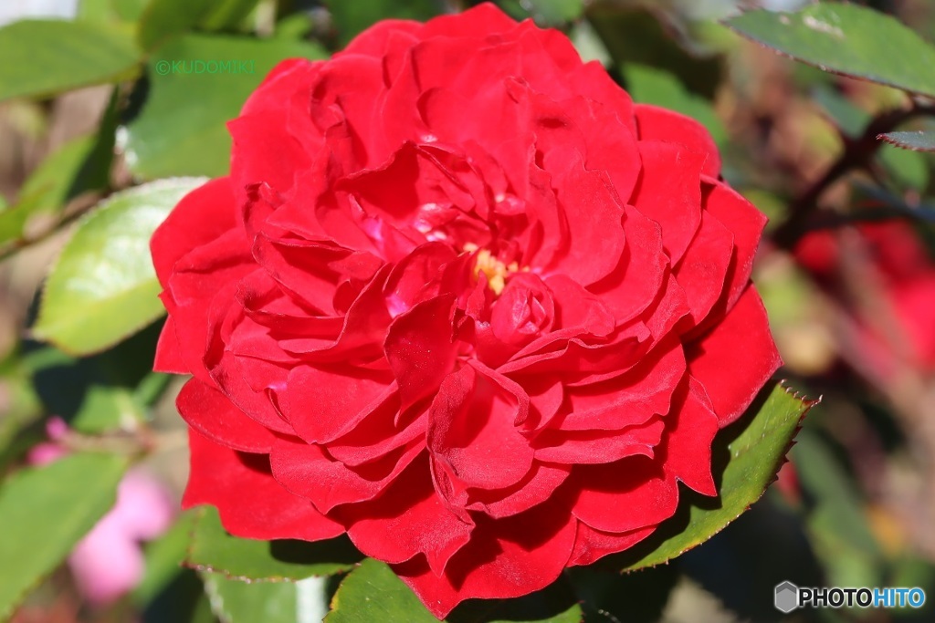 ミニ薔薇