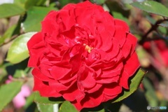 ミニ薔薇