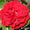 ミニ薔薇