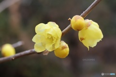 ロウバイ開花