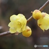 ロウバイ開花