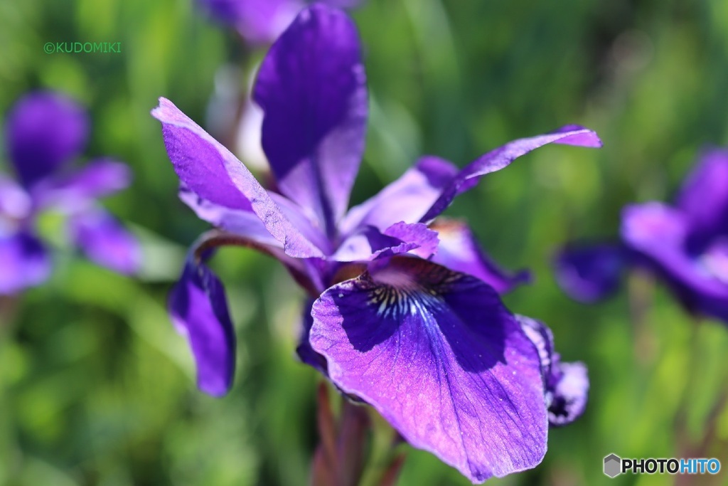 菖蒲