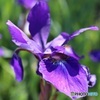 菖蒲