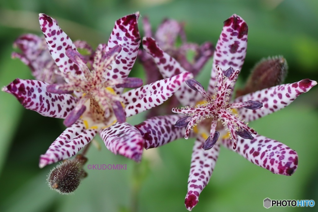 ホトトギスの花