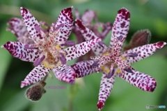 ホトトギスの花