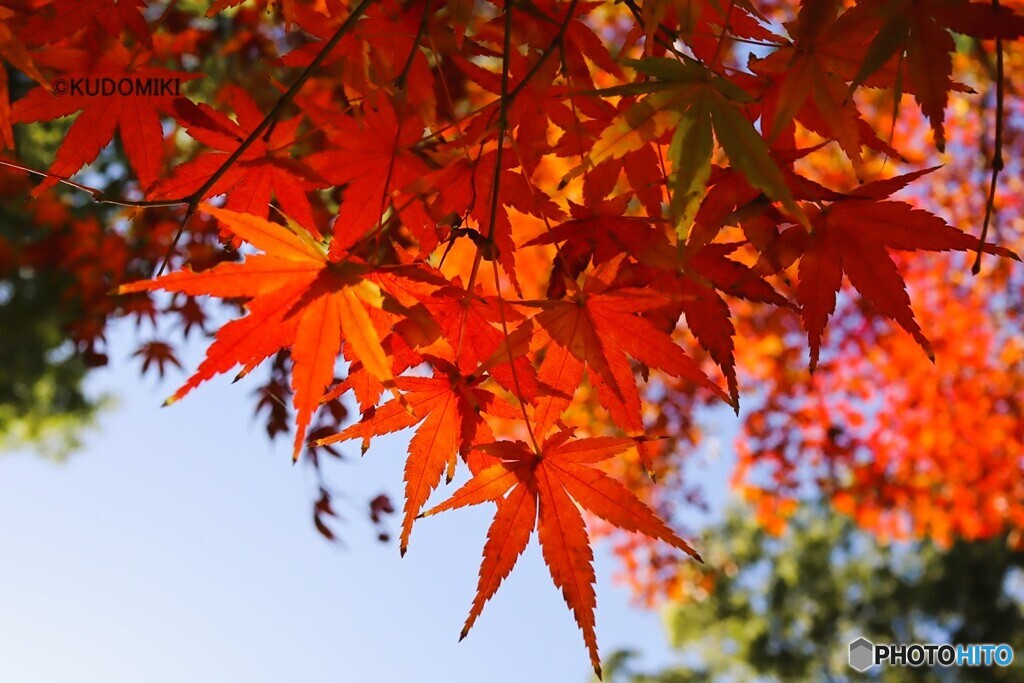 紅葉