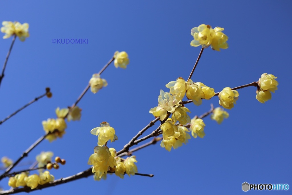 青空と蝋梅