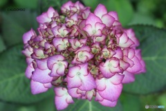絵画のような紫陽花
