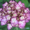 絵画のような紫陽花