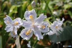 シャガの花