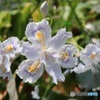 シャガの花
