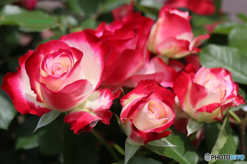 薔薇束