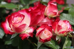 薔薇束