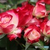 薔薇束
