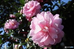 乙女山茶花