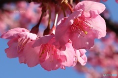 川沿いの緑道で