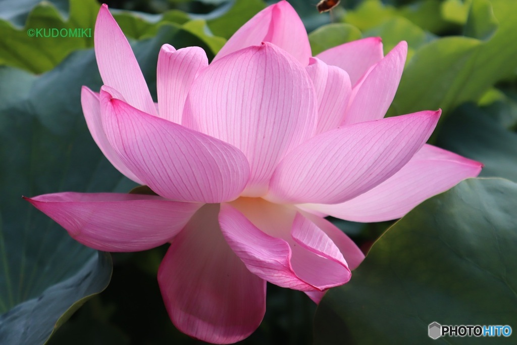 蓮の花