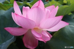 蓮の花