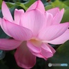 蓮の花