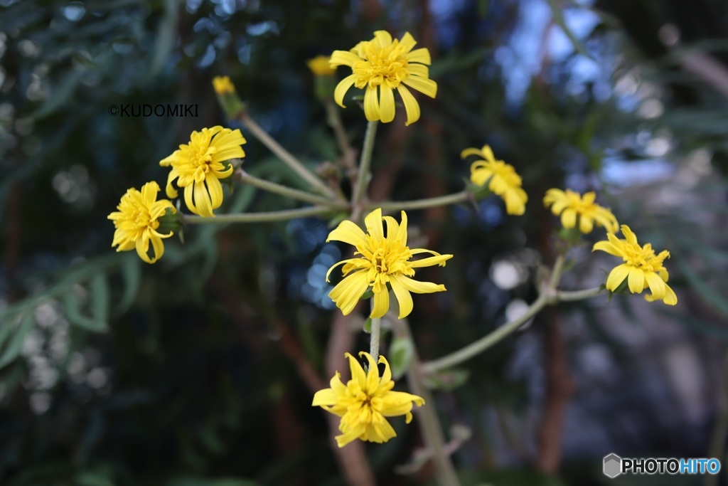 八重に見えないツワブキ