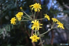 八重に見えないツワブキ