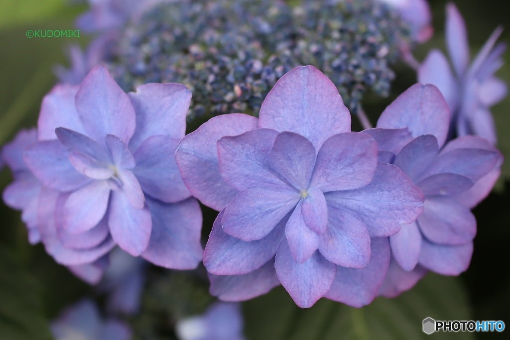 八重額紫陽花