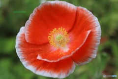 花粉も美しい