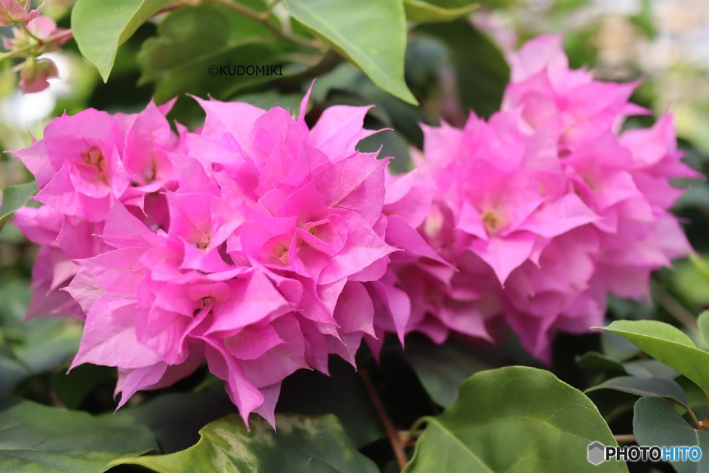 植物園のブーゲンビリア