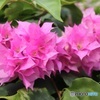 植物園のブーゲンビリア