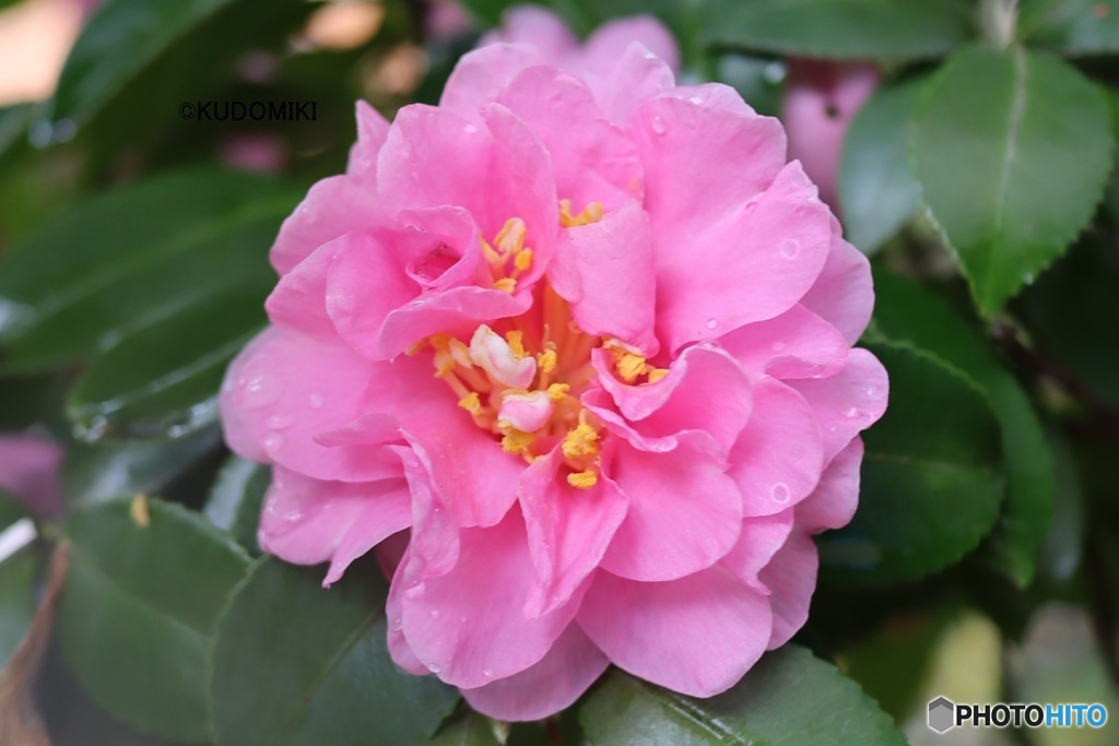 雨で潤うサザンカ