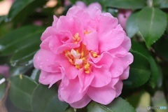 雨で潤うサザンカ