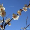冬晴れ空に似合う