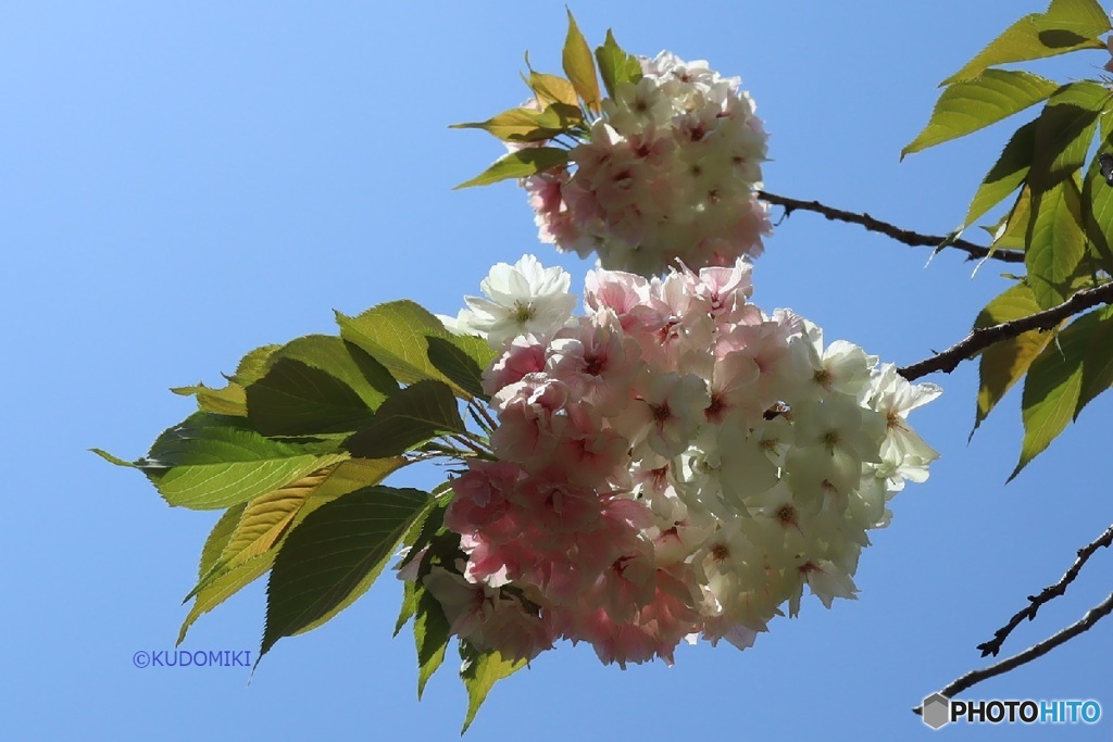桜餅が恋しくなる