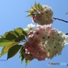 桜餅が恋しくなる