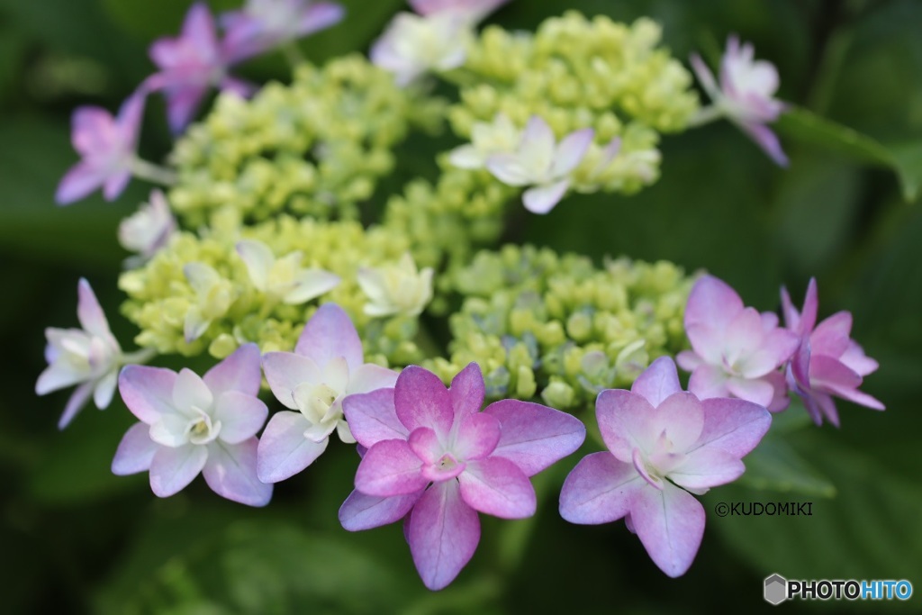 ガク紫陽花