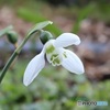 花の多い公園の花壇で