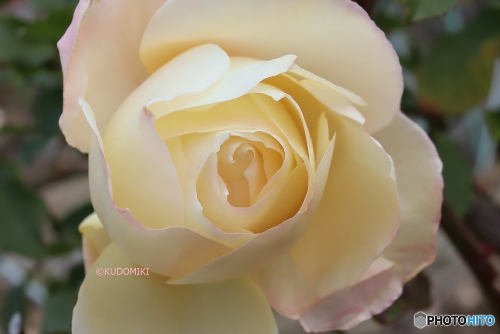 冬の薔薇