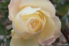 冬の薔薇