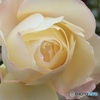 冬の薔薇