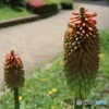咲き始めた