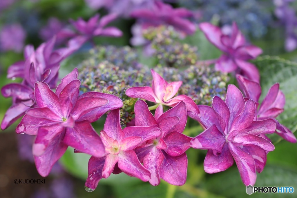 雨上がりの紫陽花