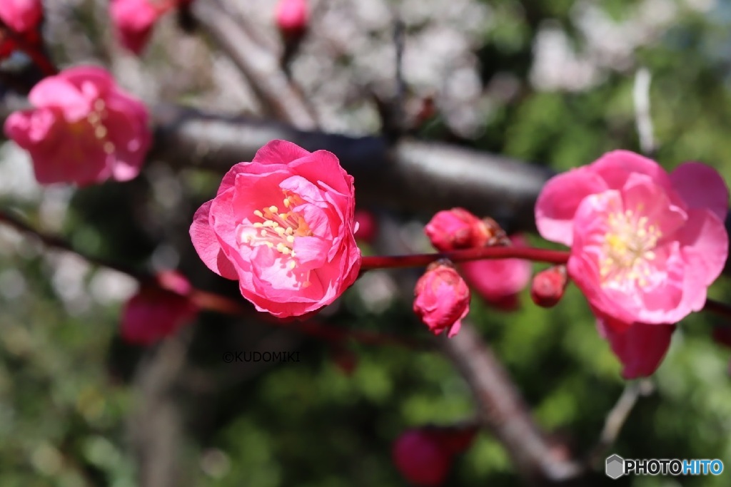 あちこちで開花