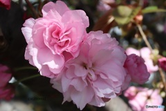八重桜