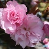 八重桜