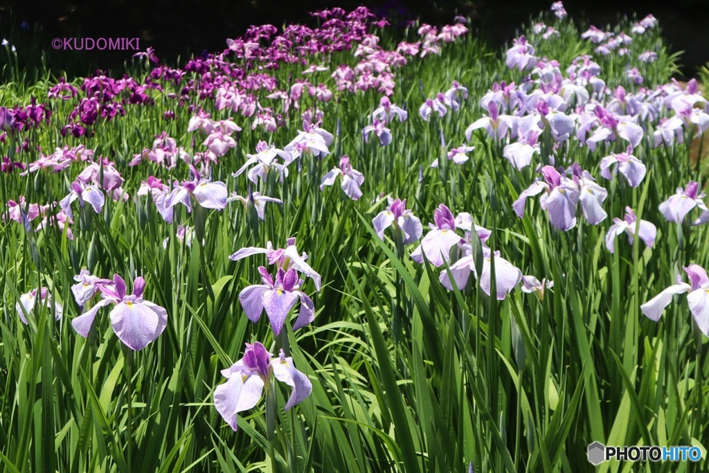 菖蒲園